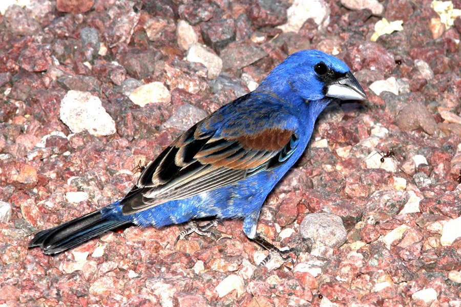 Black and Blue Animals - Blue Grosbeak