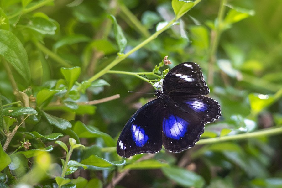 Black and Blue Animals - Blue Moon Butterfly