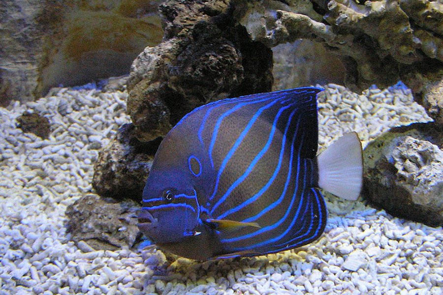 Black and Blue Animals - Blue Ring Angelfish