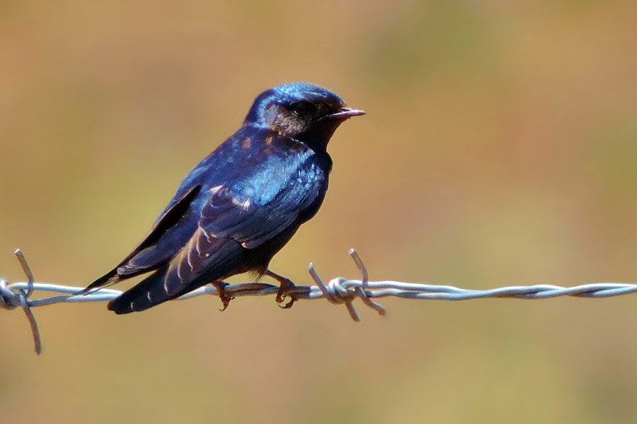 Black and Blue Animals - Blue Swallow