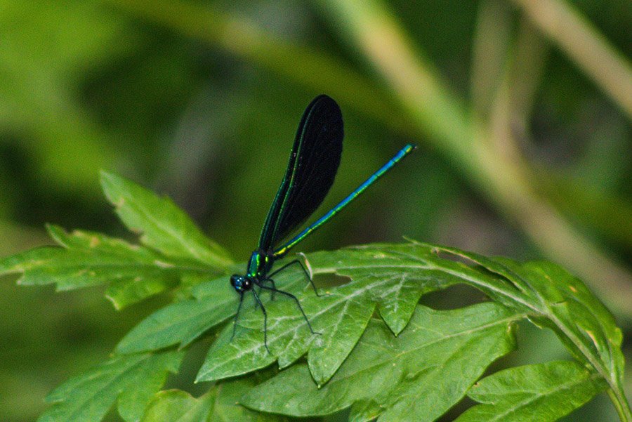 Black and Blue Animals - Ebony Jewelwing