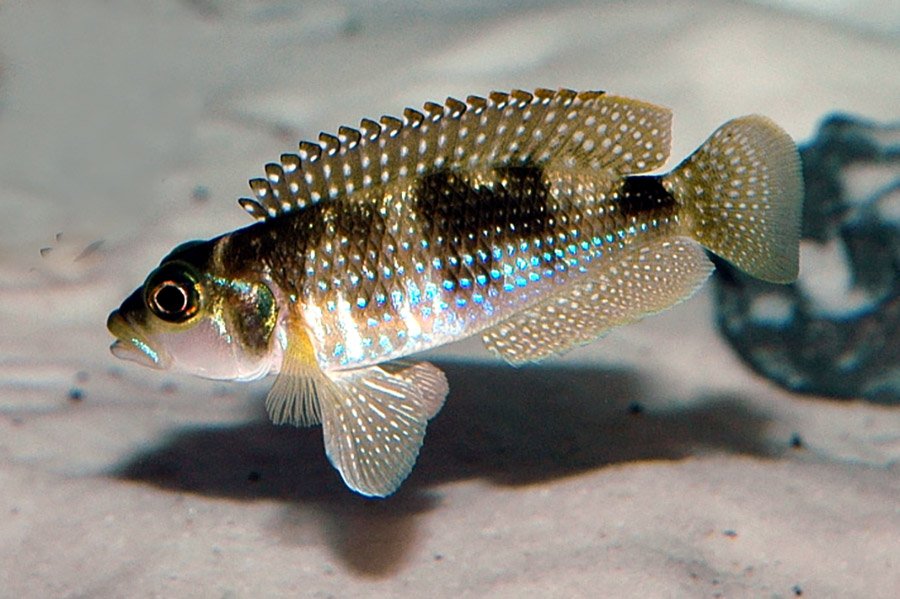 Black and Blue Animals - Lamprologus stappersi