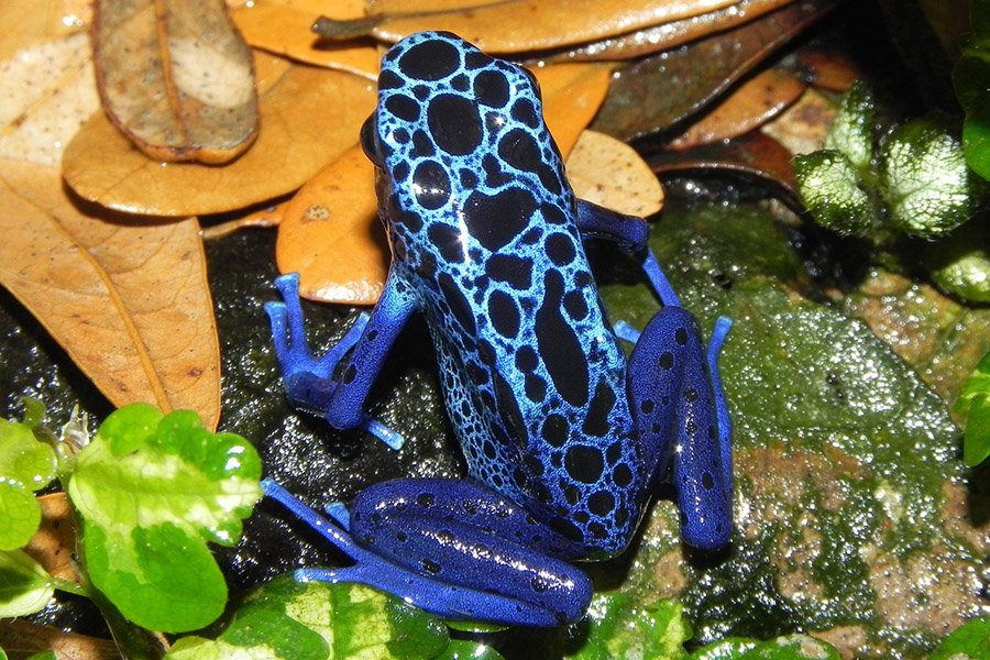 Black and Blue Animals - Poison Dart Frog