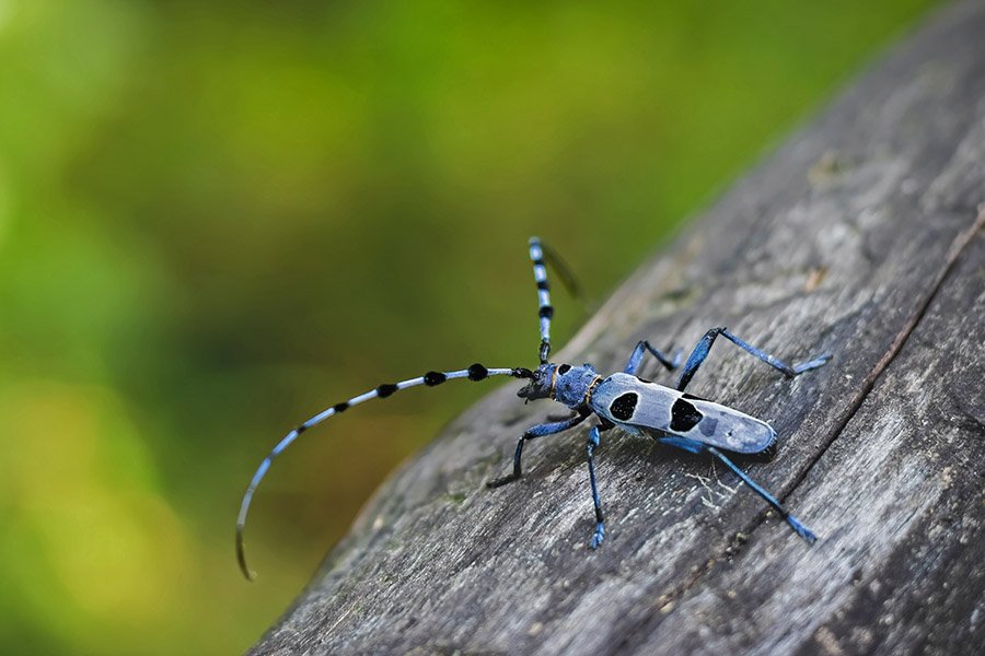 Black and Blue Animals - Rosalia Longicorn