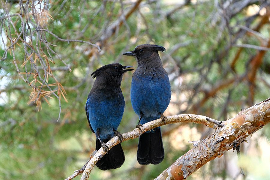 Black and Blue Animals - Steller's Jay