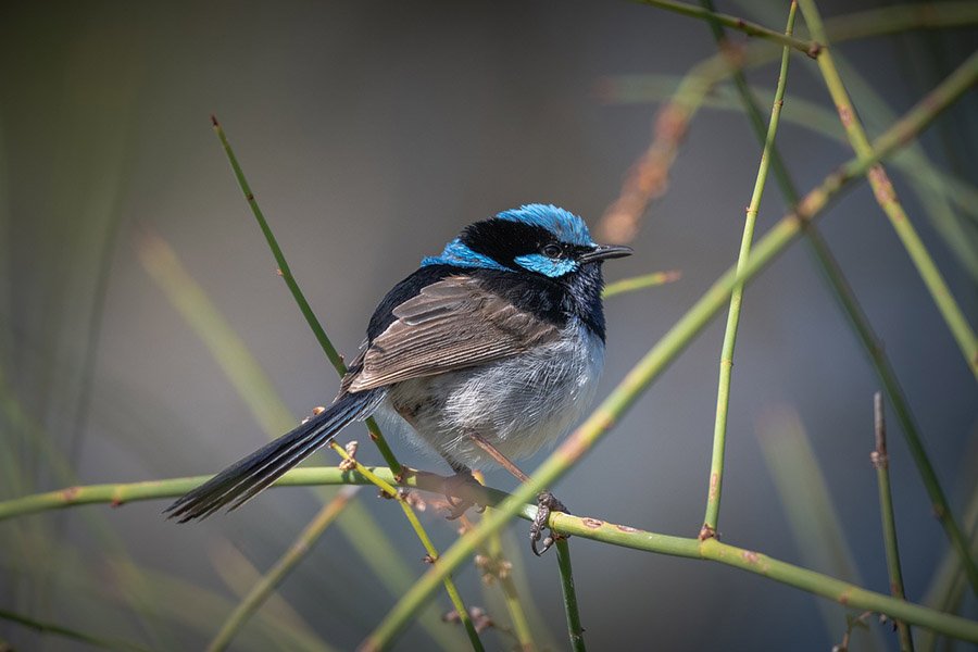 Black and Blue Animals - Superb Fairywren