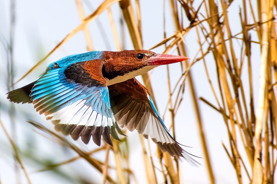 Black and Blue Animals - White-Throated Kingfisher