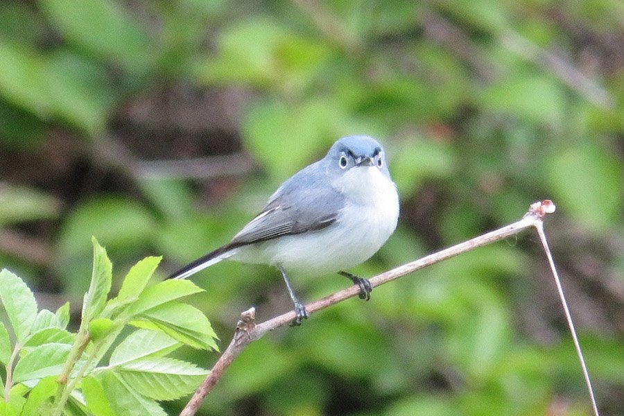 Blue-Gray Gnatcatcher