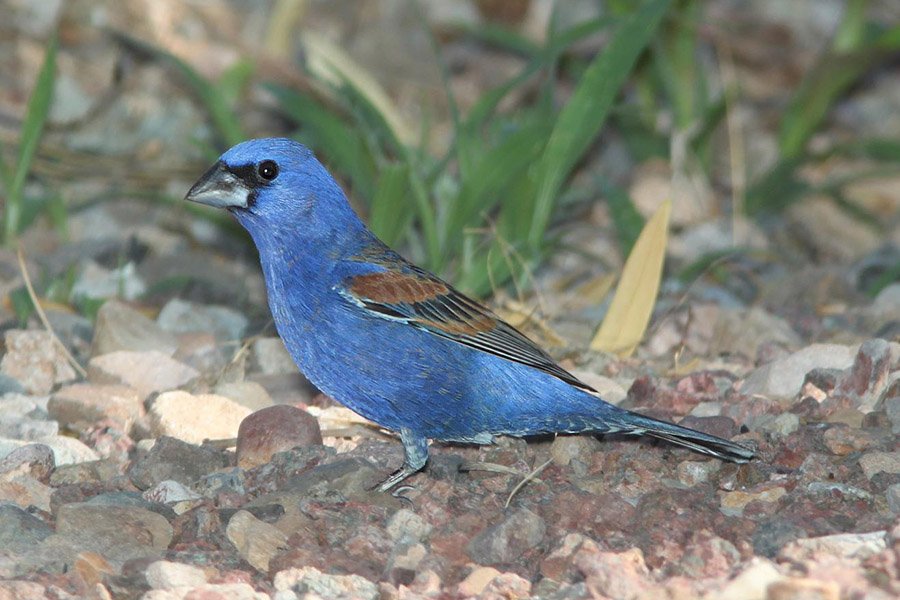 Blue Grosbeak