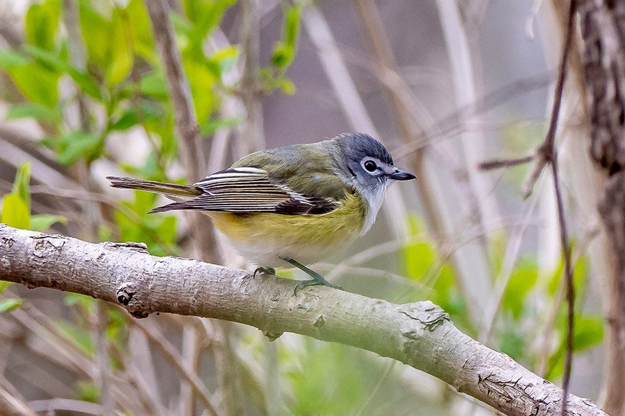 Blue-Headed Vireo