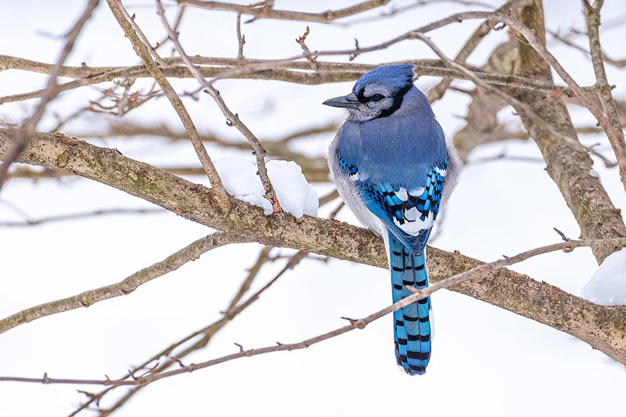 Blue Jay