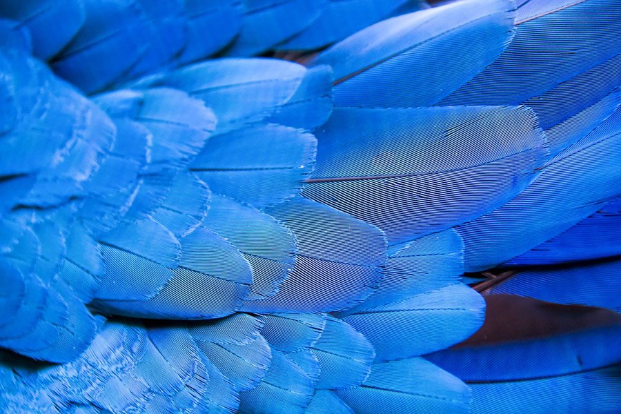 Blue Parrot Feathers