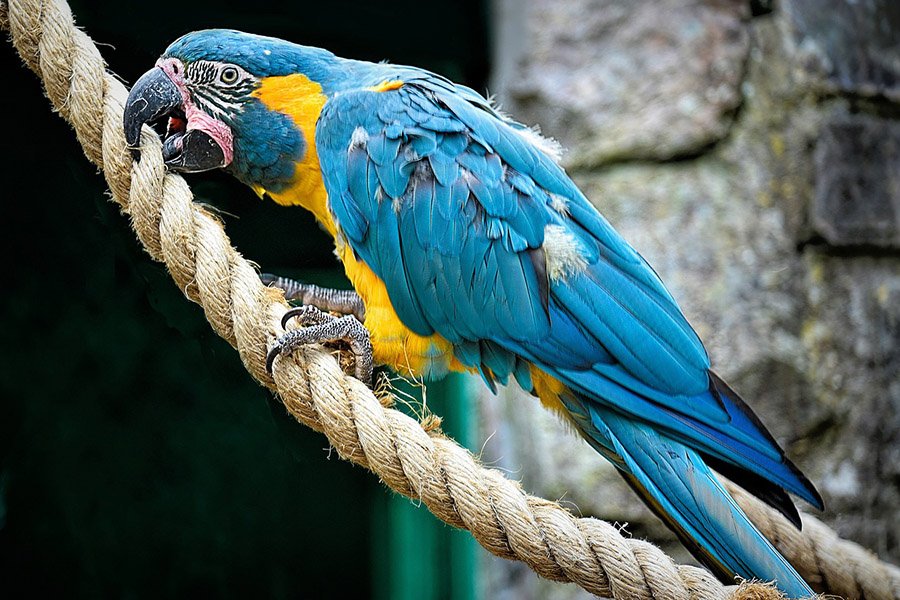 Blue Parrots - Blue-Throated Macaw