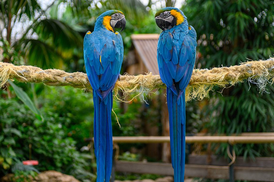 Blue Parrots - Blue-and-Gold Macaw