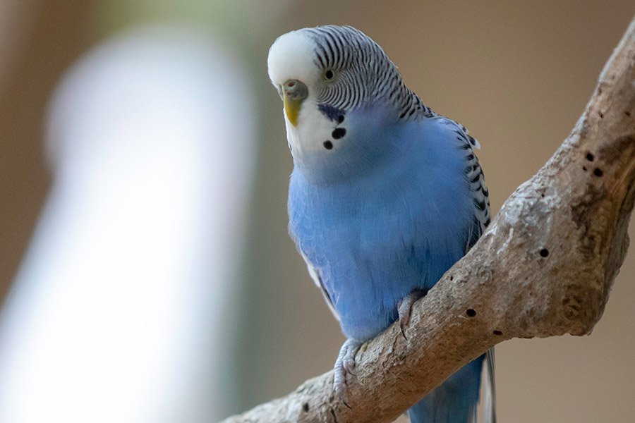 Blue Parrots - Budgerigar