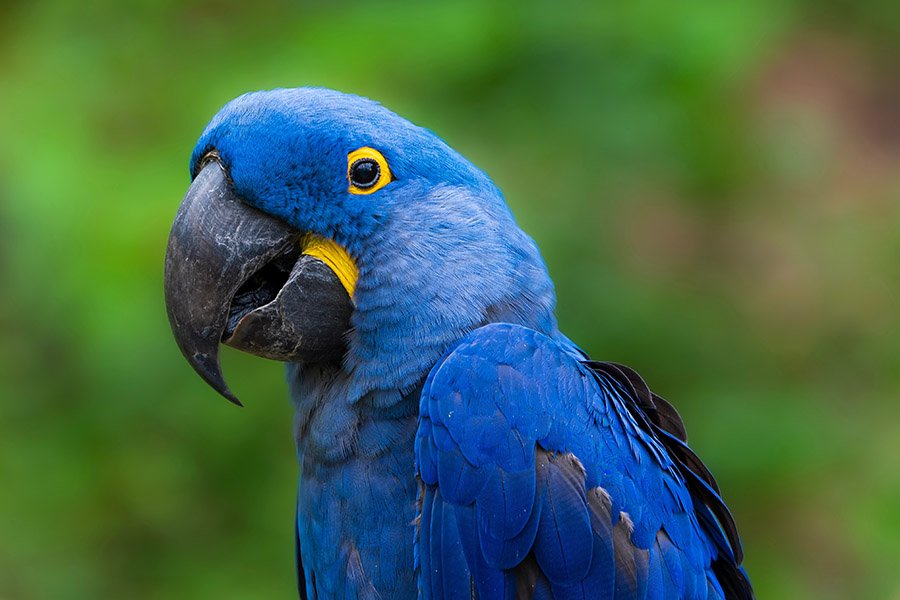 Blue Parrots - Hyacinth Macaw