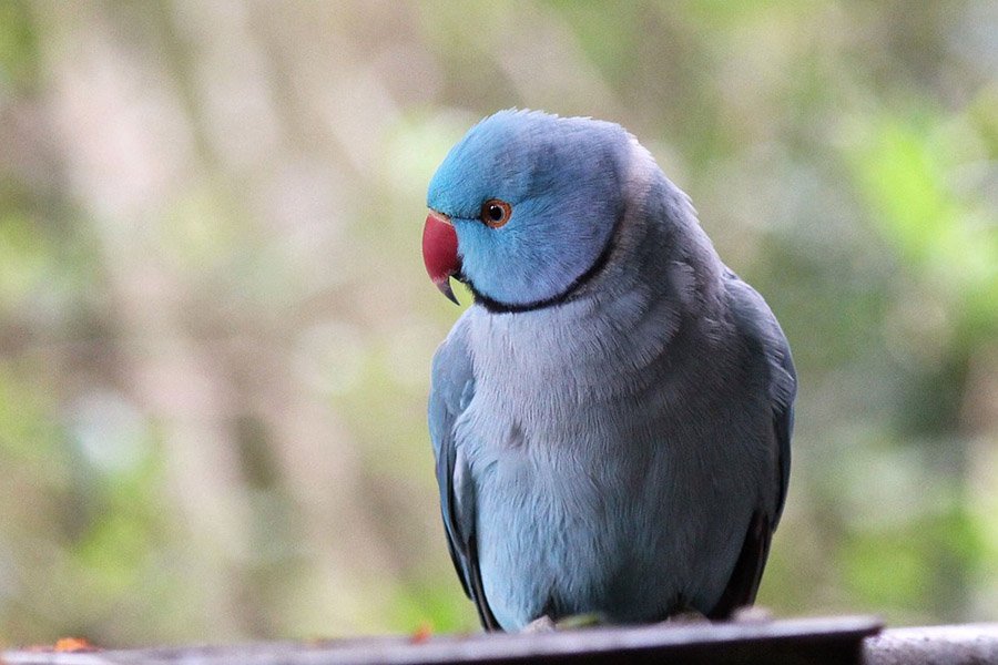 Blue Parrots - Indian Ringneck Parakeet