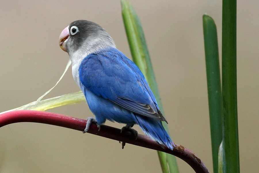 Blue Parrots - Lovebird