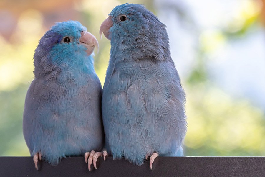 Blue Parrots - Parrotlets