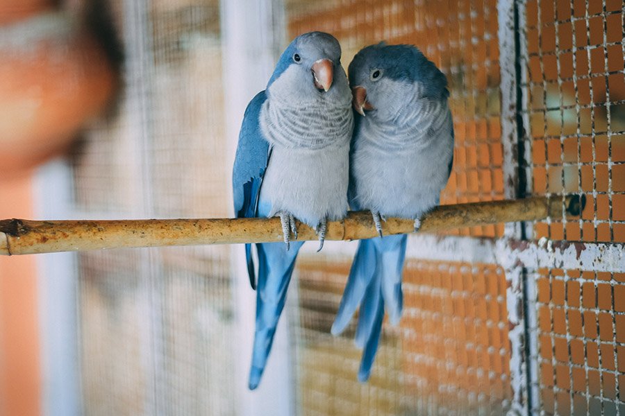 Blue Parrots - Quaker Parrot