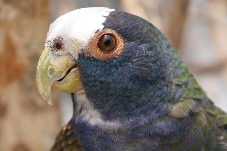 Blue Parrots - White-Capped Pionus