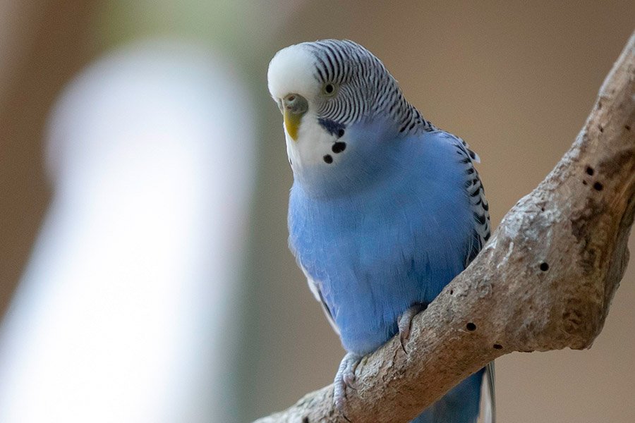 Blue and White Animals - Blue Budgerigar