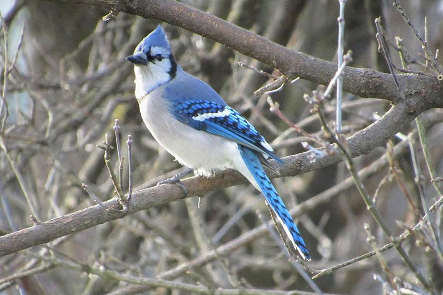 Blue and White Animals - Blue Jay