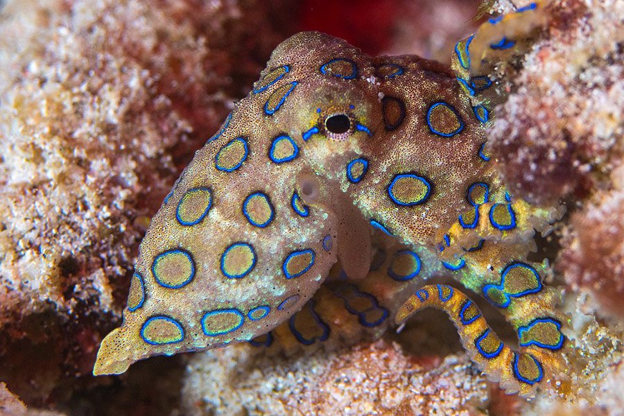 Blue and White Animals - Blue Ringed Octopus