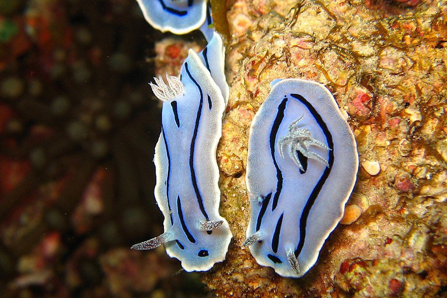 Blue and White Animals - Chromodoris Willani