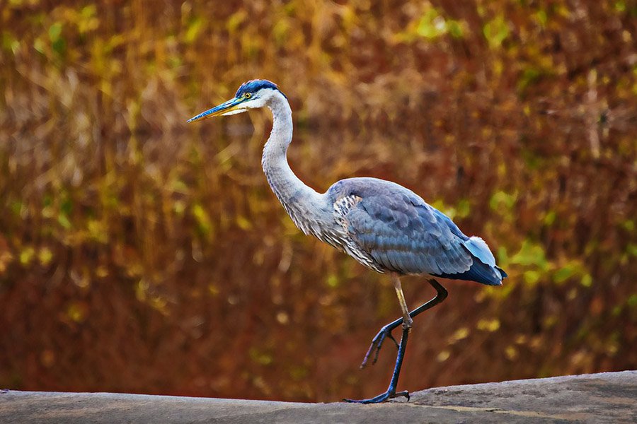 Blue and White Animals - Great Blue Heron