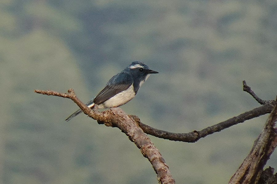 Blue and White Animals - Ultramarine Flycatcher