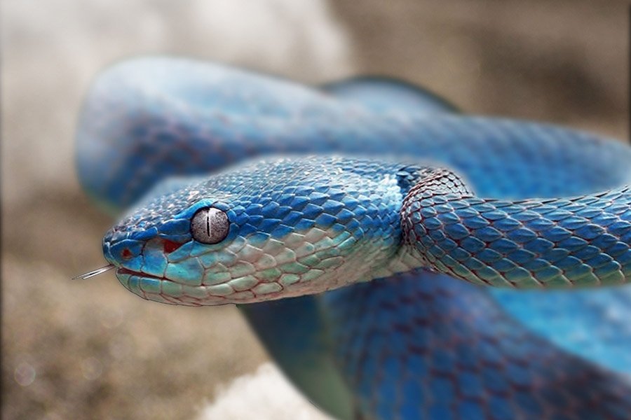 Blue and White Animals - White Lipped Pit Viper