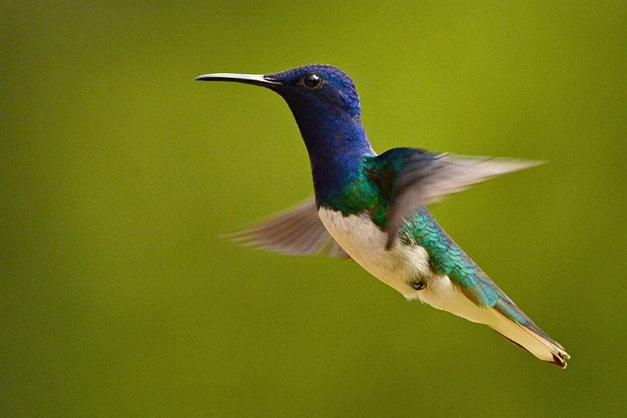 Blue and White Animals - White-Necked Jacobin