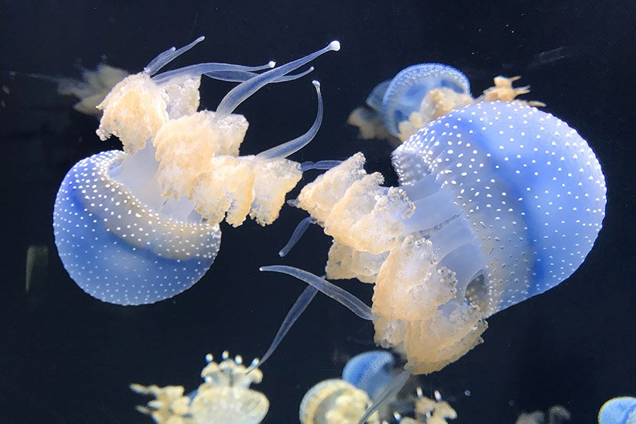 Blue and White Animals - White-Spotted Jellyfish