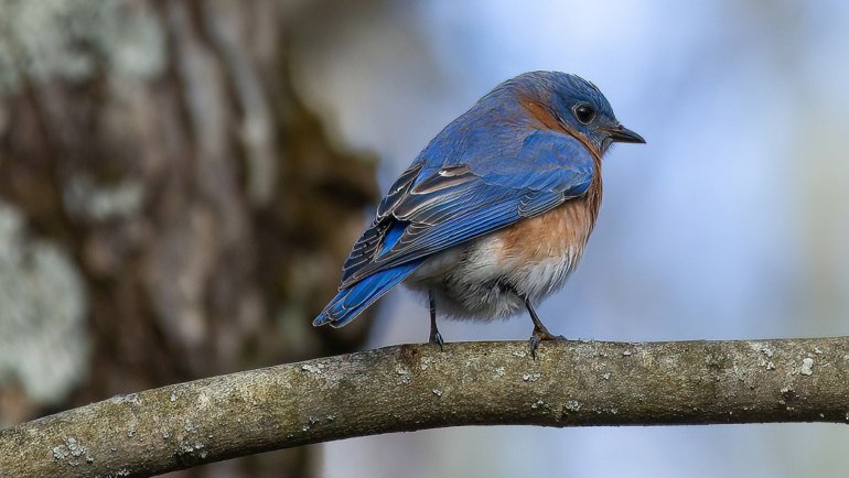 Blue birds in Connecticut - Hero