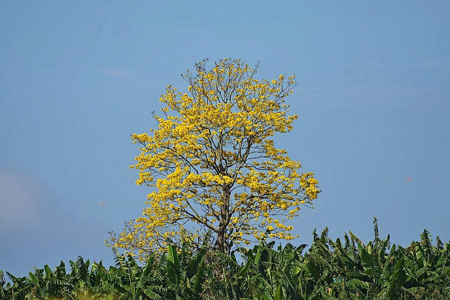 Brazil Golden Trumpet 1