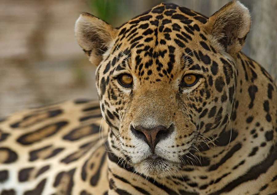 Brazil Jaguar