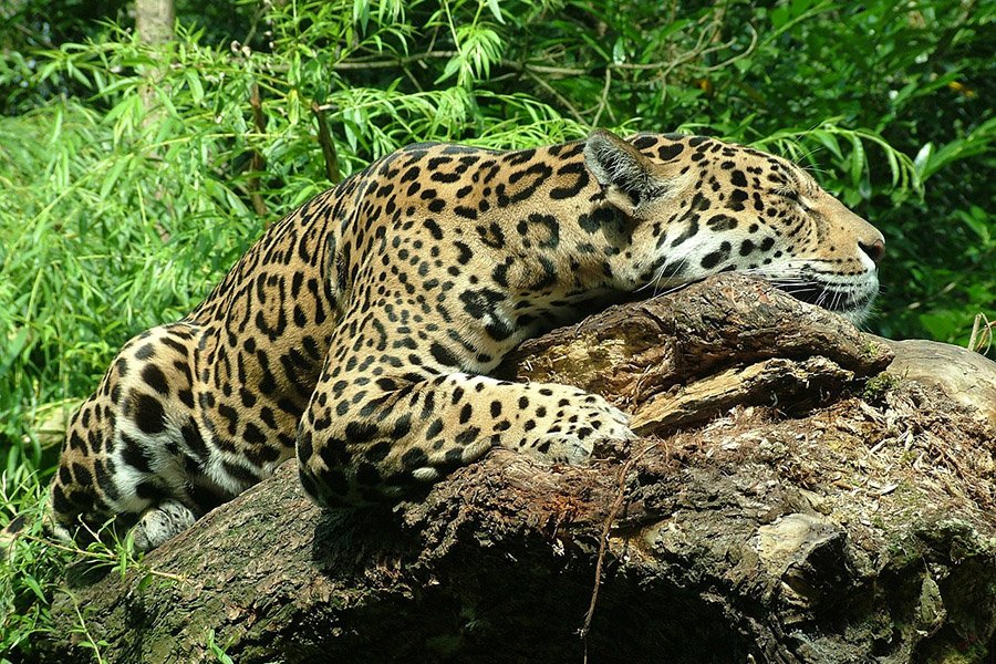 Brazil Jaguar