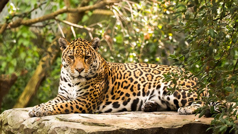 Brazil national animal - Hero