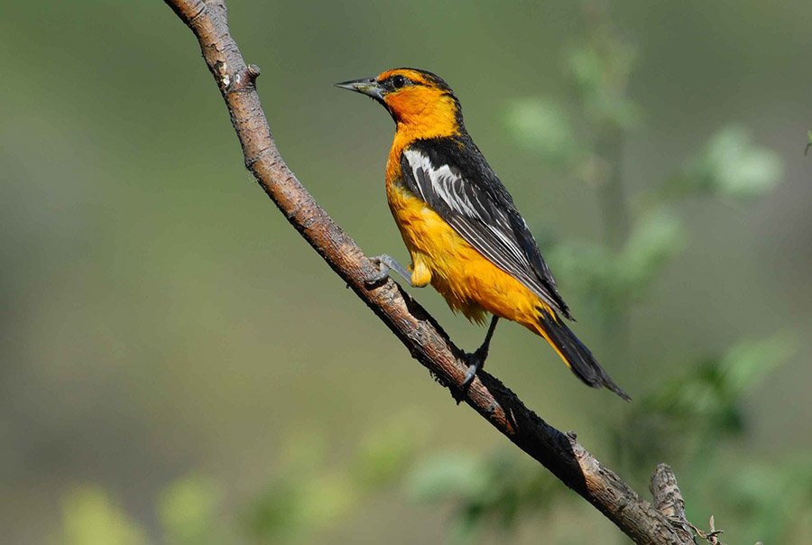 Bullock's Oriole