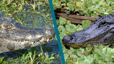 Caiman vs Alligator