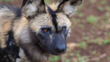 Can African wild dogs be domesticated - Hero