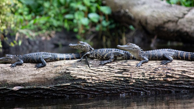 Can alligators climb trees - Hero