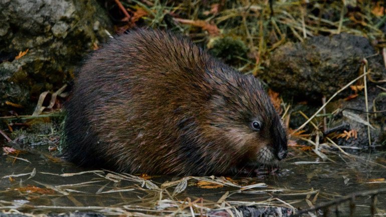 Canada beaver national animal - Hero