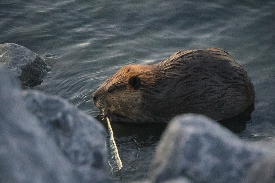 Canada Beaver 