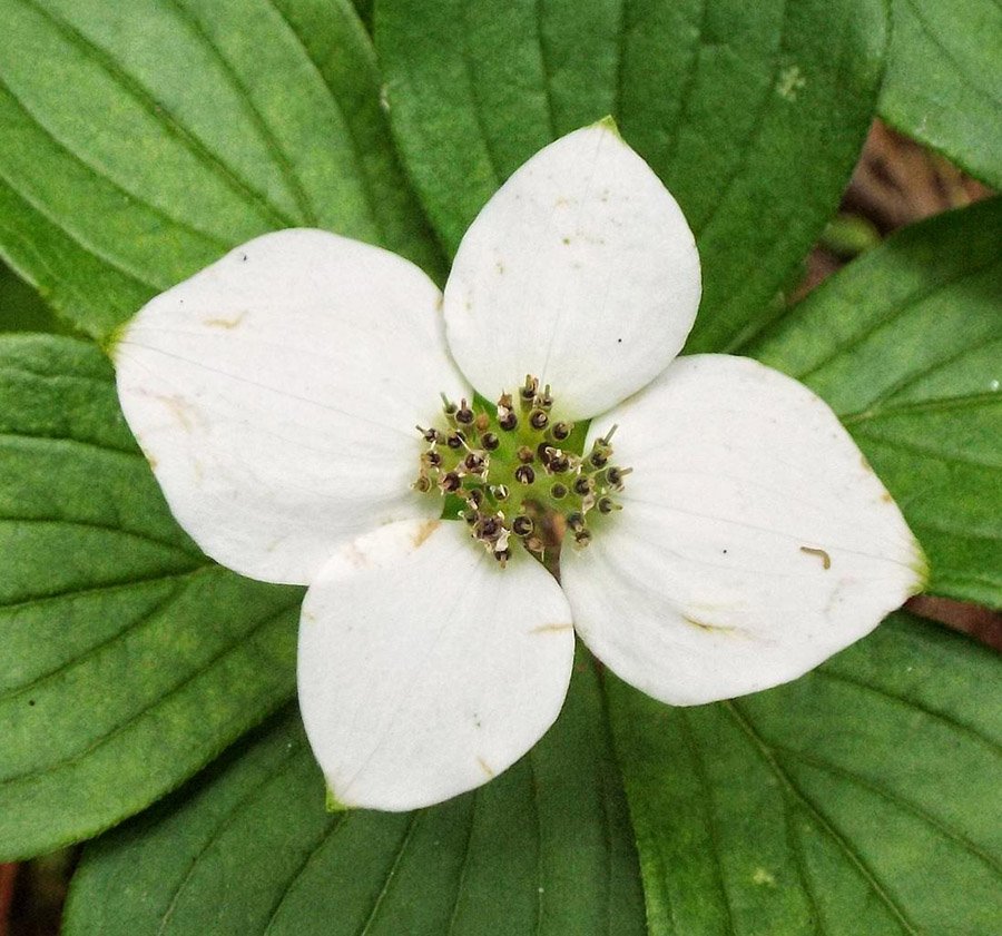 Canada bunchberry