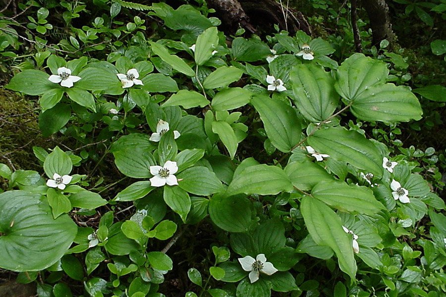 Canada bunchberry