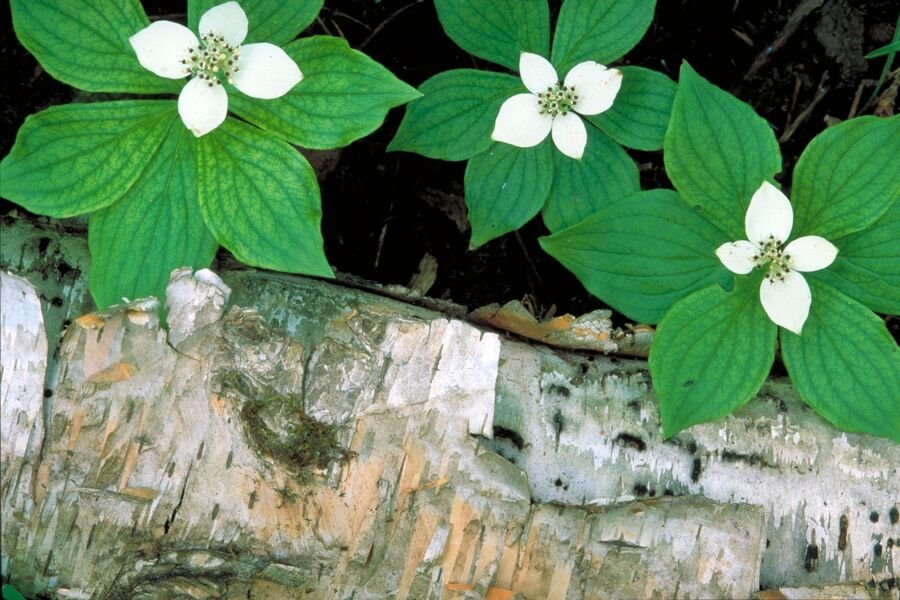 Canada bunchberry