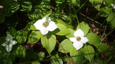 Canada national flower - Hero