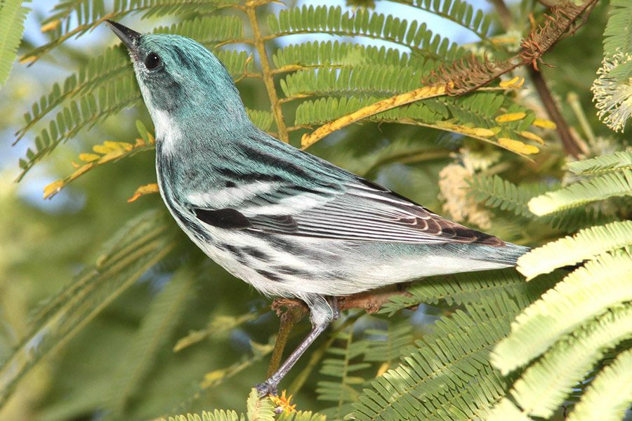 Cerulean Warbler